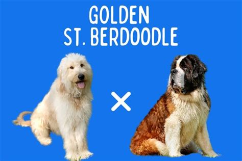 Goldendoodle Saint Bernard Mix: A Giant Golden Fluff!