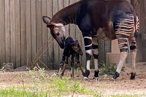 Okapi Calf Makes Public Debut - The Houston Zoo