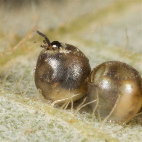 Parasitoid Wasp Emerging | Nature Closeups