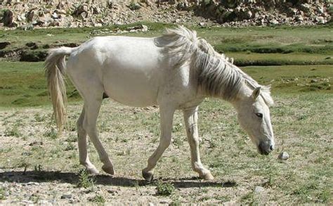 Zaniskari Pony - India | Grey horse, Horses, Pony