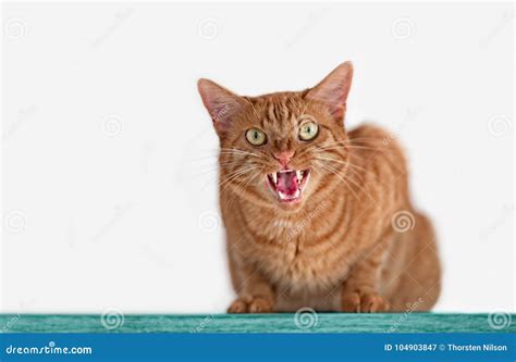 Angry Ginger Cat Hissing To the Camera Stock Image - Image of camera, domestic: 104903847