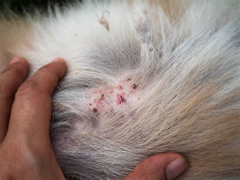 Closeup the disease on dog skin,Dermatitis in Dog,skin laminate and dog hair fallen around the ...