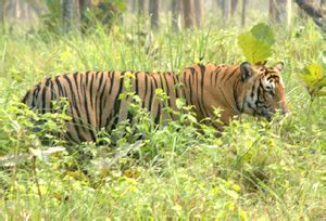 Mudumalai National Park & Wildlife Sanctuary in Tamil Nadu