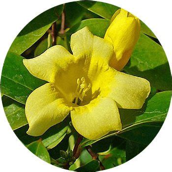 Small Yellow Five Petal Flower | Best Flower Site