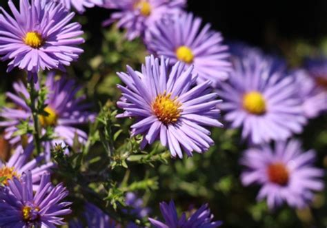 Aster flowers: A guide to the Planting and Growing Process