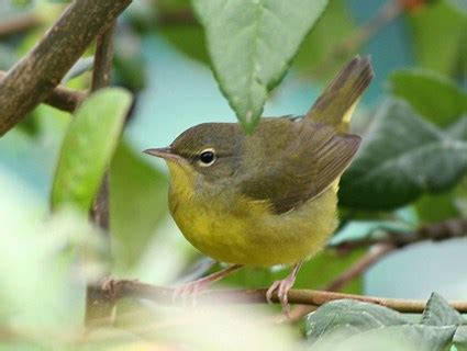 Mourning warbler - Alchetron, The Free Social Encyclopedia