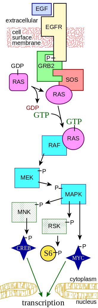 What is the role of MAPK/ERK pathway in cardiovascular disease ...