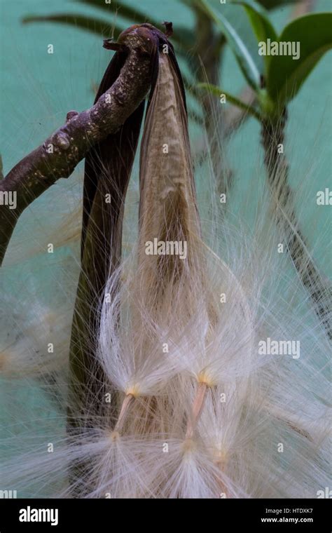 Adenium obesum Balf., Pink Bignonia seeds Stock Photo - Alamy