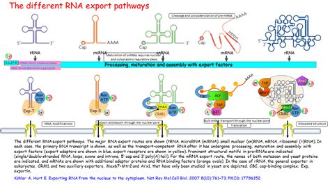 The different RNA export pathways