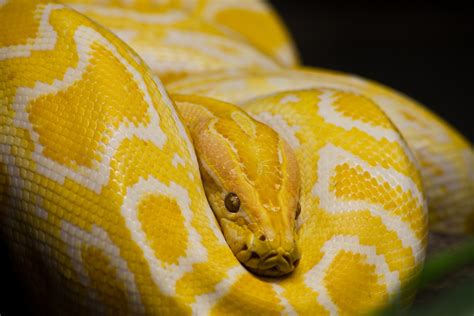 Albino Labyrinth Burmese Pythons • Globerove.com