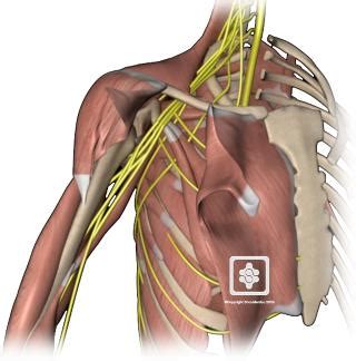 Nerve Anatomy Back