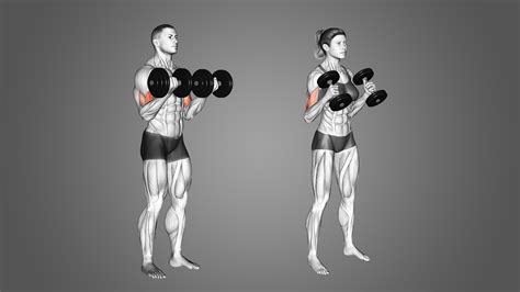 Hammer Curls vs Bicep Curls: 7 Major Differences Explained - Inspire US