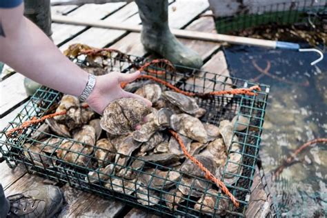 Pemaquid Oysters - Damariscotta River Oysters, Maine - Maine Oyster Company