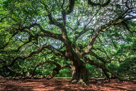 Angel Oak Photograph by RC Pics - Fine Art America