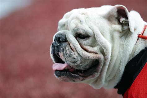 Georgia Bulldogs’ Beloved Mascot, Uga X, Has Died | DRGNews