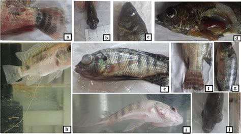 Clinical symptoms in tilapia after getting challenged with S.... | Download Scientific Diagram