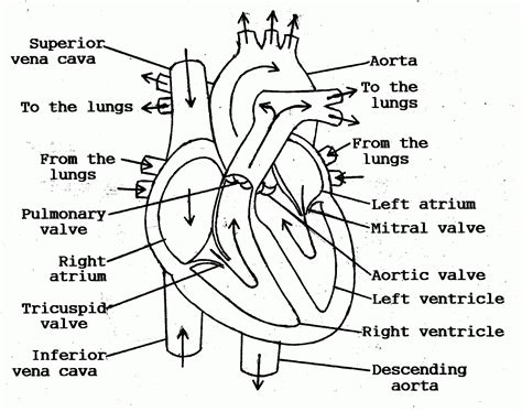 Anatomy Coloring Pages Heart - Coloring Home