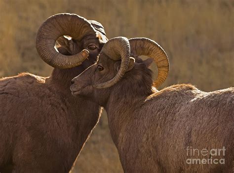 Big Horn Rams #4768 Photograph by J L Woody Wooden | Fine Art America