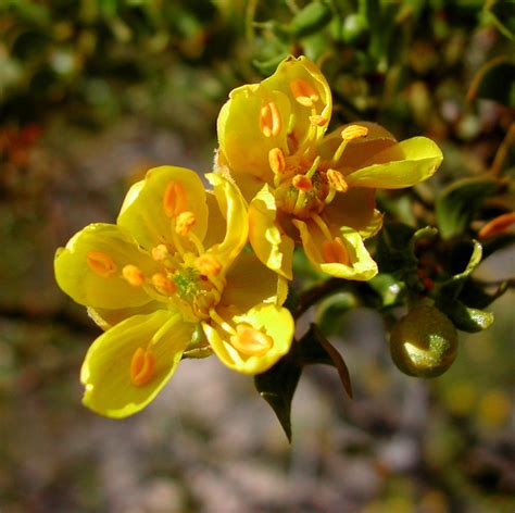 Creosote bush Facts and Health Benefits