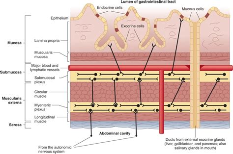 Solved Mucosa Submucosa Muscularis externa Serosa Epithelium | Chegg.com