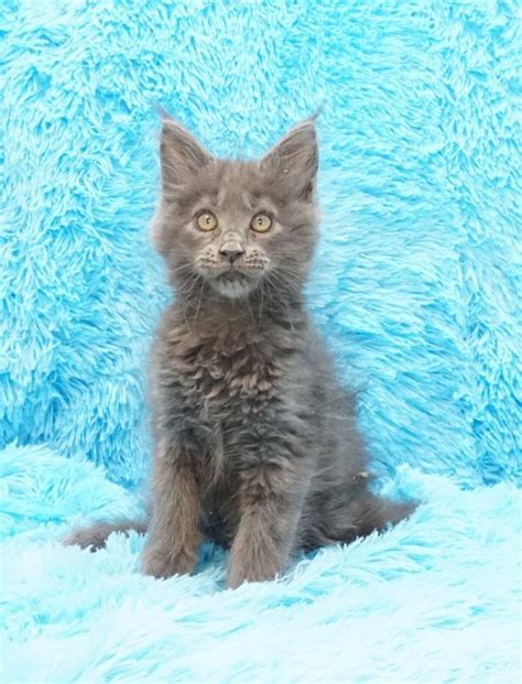 European Maine Coon Kittens - Shipping Available!