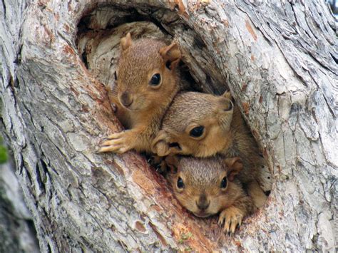 Squirrels create dens inside of trees of by using branches, twigs, and leaves in order to stay ...