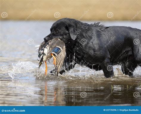 Black Labrador Retriever Hunting Duck Royalty Free Stock Image - Image: 22770296