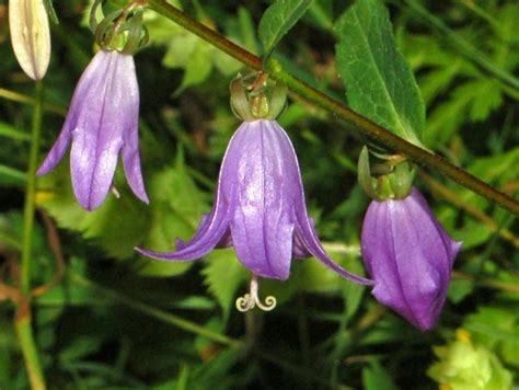 Campanulaceae - Alchetron, The Free Social Encyclopedia