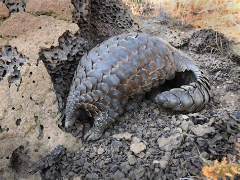 PANGOLIN Conservation — Creature Conserve