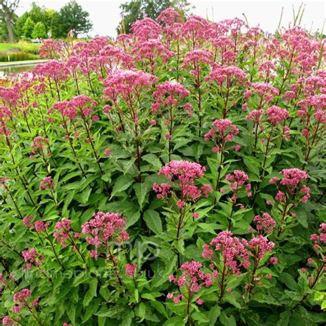 Eupatorium maculatum from NVK Nurseries