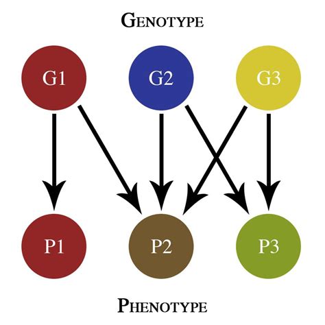 Biology:Genotype–phenotype map - HandWiki