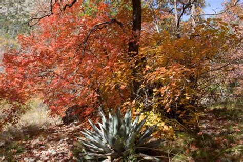 Fall Colors Are Coming to Guadalupe Mountains National Park - The ...