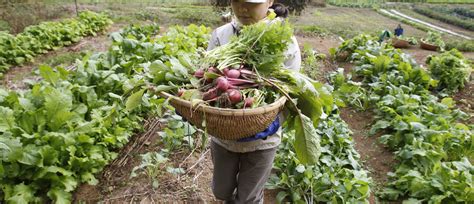 Modern farming is harming the planet. Tech-driven permaculture could ...