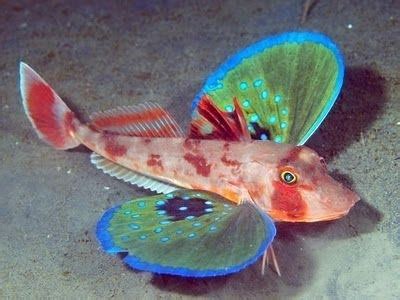 Spiny red gurnard - Alchetron, The Free Social Encyclopedia