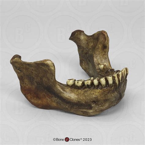 Homo heidelbergensis Mandible Mauer 1 - Bone Clones - Osteological ...