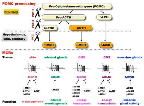 IJMS | Free Full-Text | Selection on the Major Color Gene Melanocortin-1-Receptor Shaped the ...