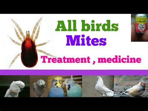 Birds mites treatment | birds mites medicine | red mites | birds mites problem solution - YouTube