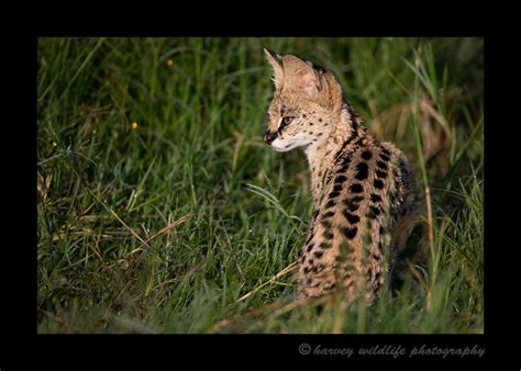 Serval Cat: African Wildlife: Harvey Wildlife Photography