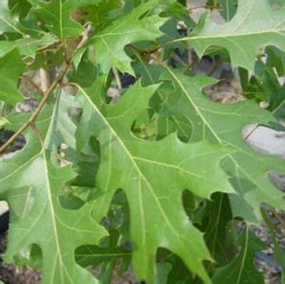 Texas Oak is Spanish Oak and Great for White-tailed Deer