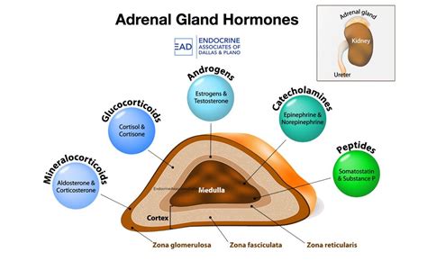 Adrenal Gland Disorders in 2020 | Adrenal gland hormones, Adrenal dysfunction, Addisons disease