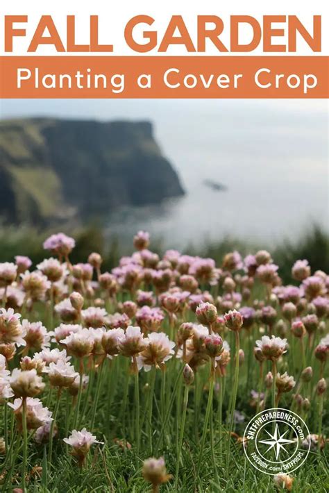 Plant a Fall Garden Cover Crop