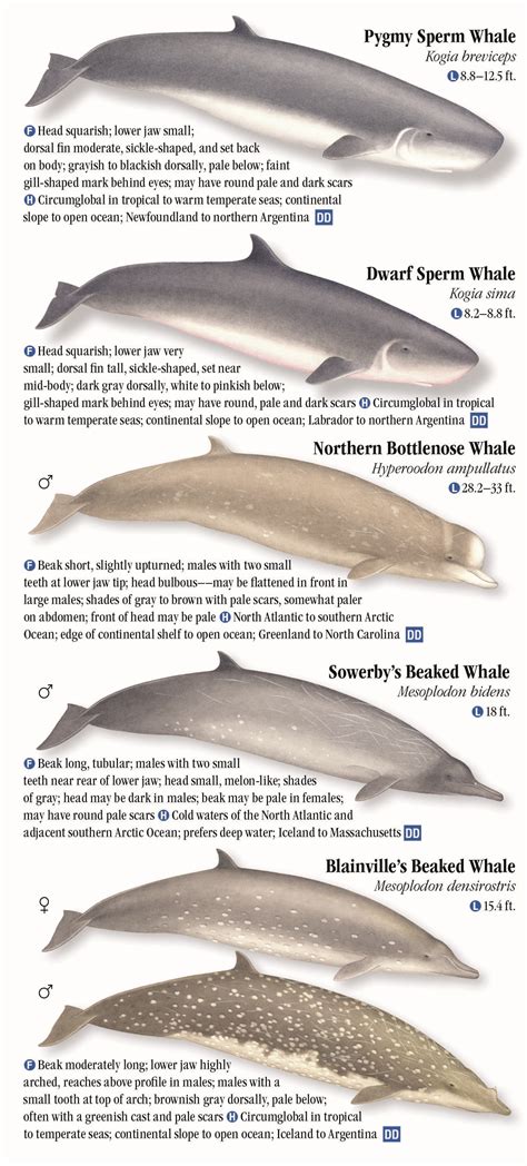 Whales, Dolphins and Porpoises of the Atlantic and Gulf Coasts – Quick Reference Publishing ...