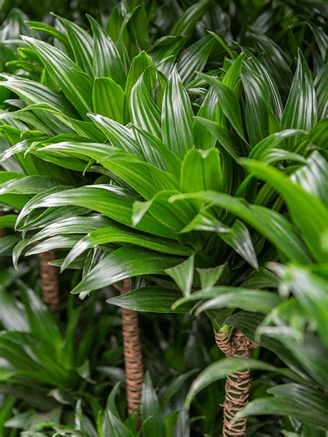 how to care for dracaena fragrans - Leafy Life