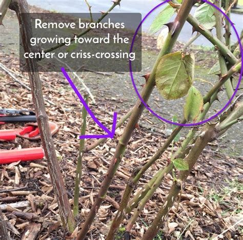 Rose Pruning | Portland Nursery