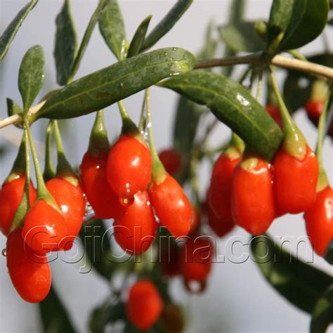 Goji Raw Juice / Goji Juice Concentrate,China QIXIANGCHUN price supplier - 21food