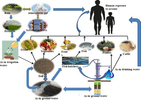 Putative food chain pathways of arsenic exposure to humans. This... | Download Scientific Diagram