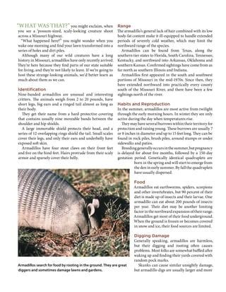 Armadillo in Missouri | PDF