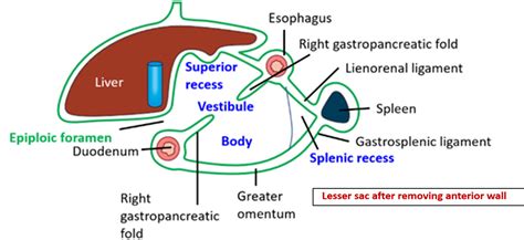 Greater Sciatic Foramen Contents Mnemonic