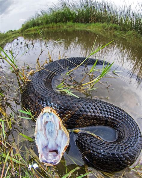 Cottonmouth Water Moccasin | Nature animals, Reptiles and amphibians, Snake