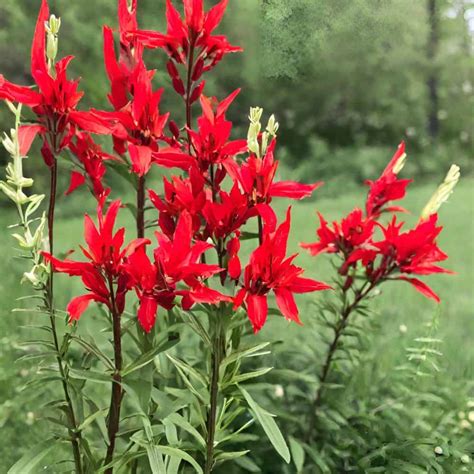 Cardinal Flowers | A Growing Guide For Vibrant Blooms